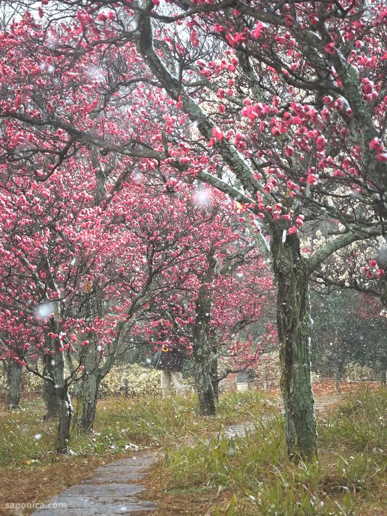 梅小路公園の梅2026