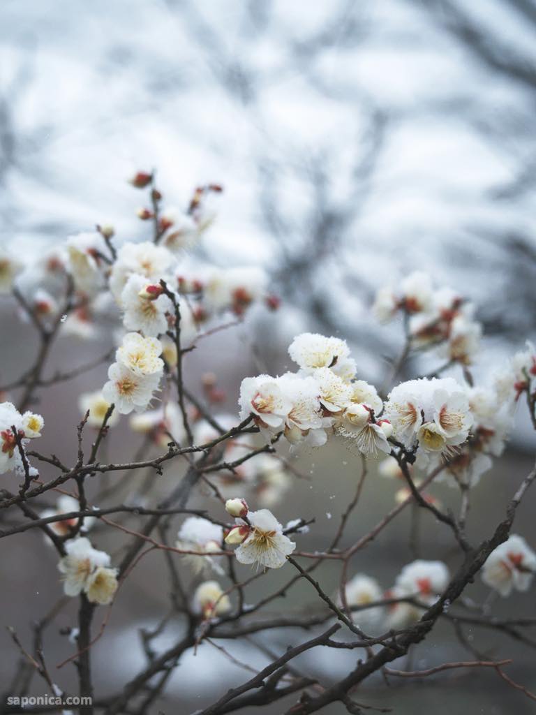 梅小路公園の梅2026