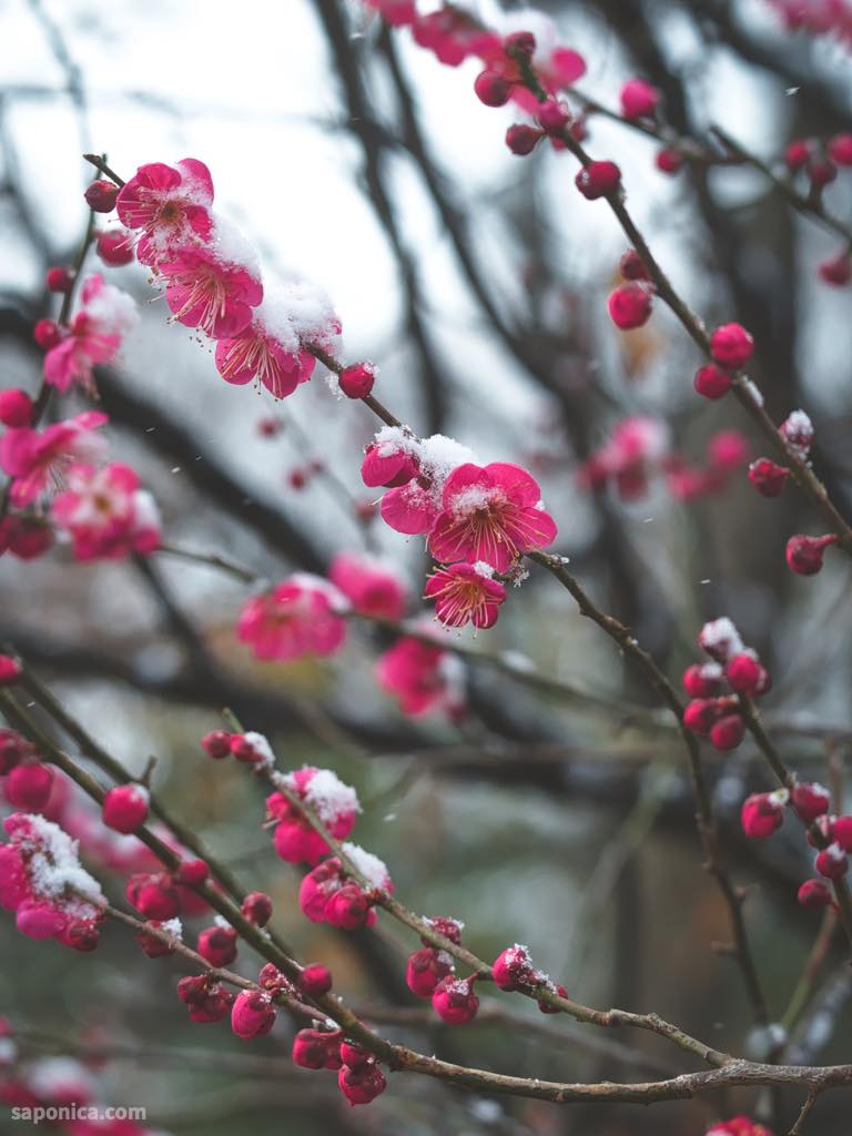 梅小路公園の梅2026