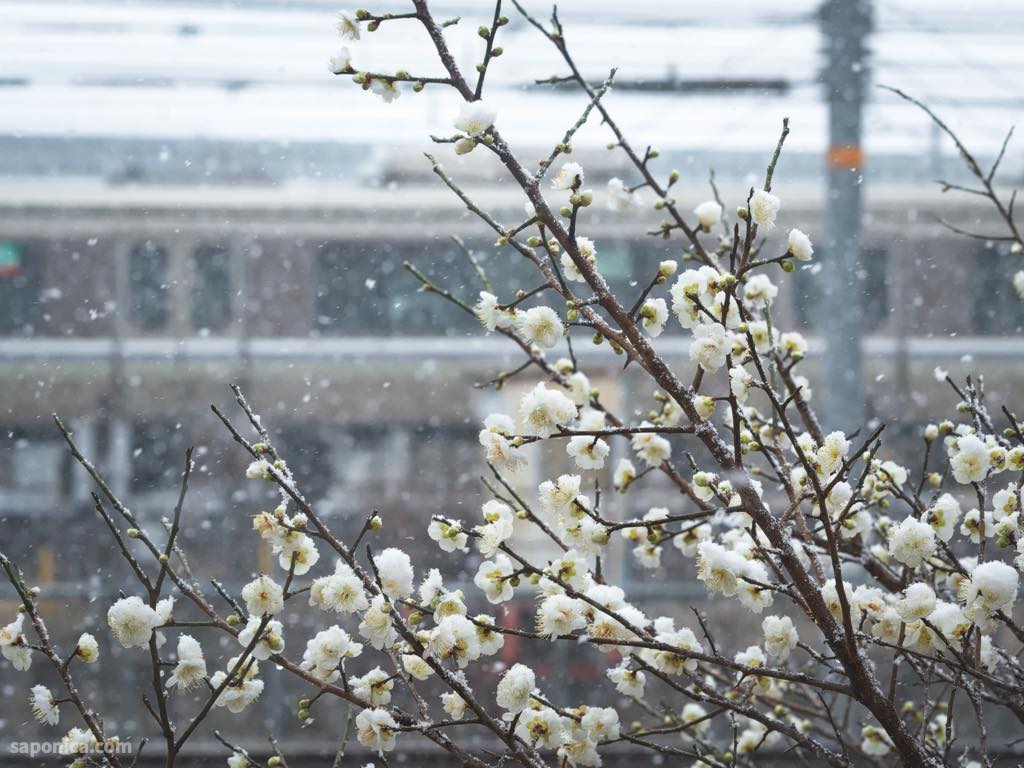 梅小路公園の梅2026