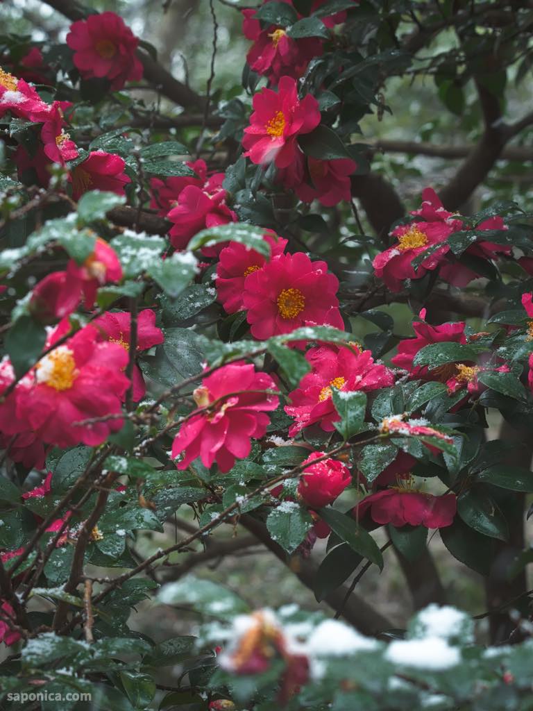 梅小路公園のサザンカ？2026