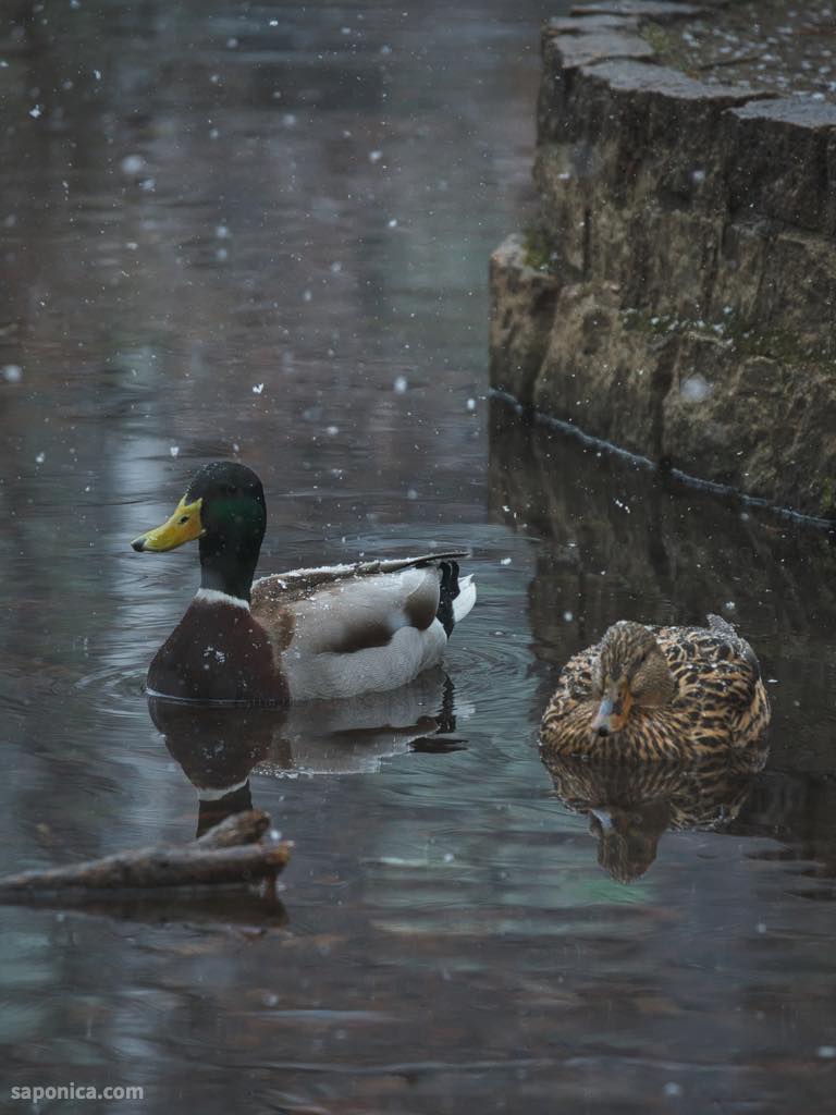 梅小路公園の鴨