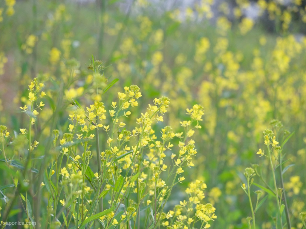 河川敷の菜の花