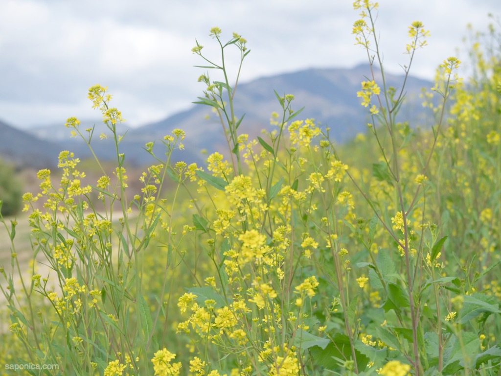 河川敷の菜の花