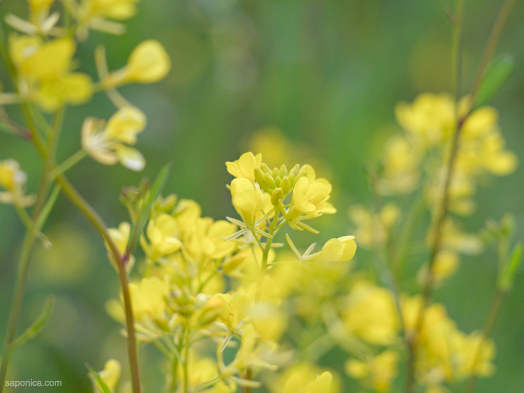 河川敷の菜の花