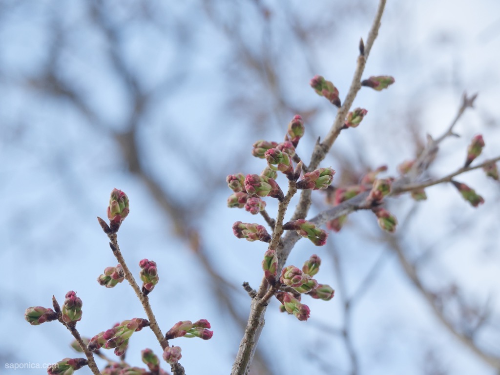 河川敷の桜の蕾