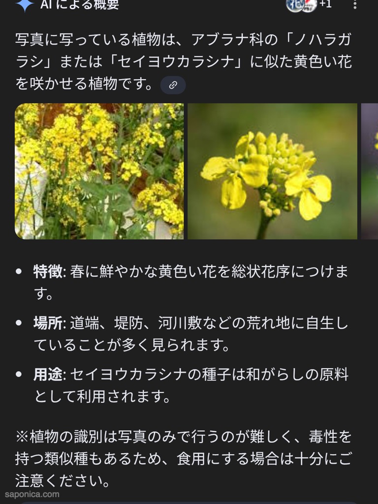 河川敷の菜の花